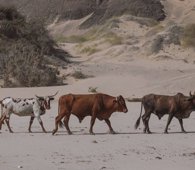 Three cattle walking across the Namib sand